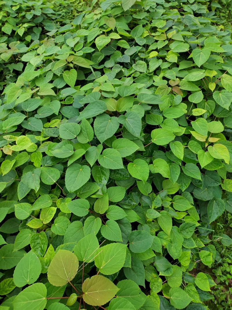 山桐子
