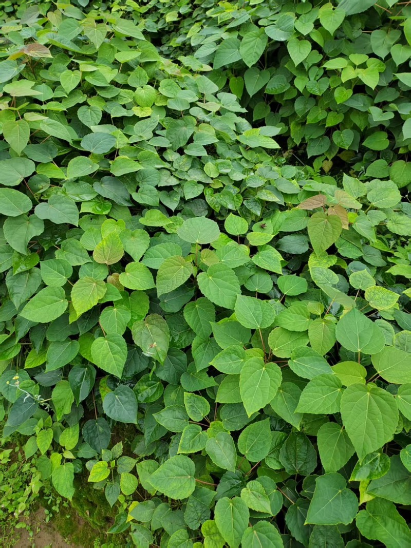 山桐子