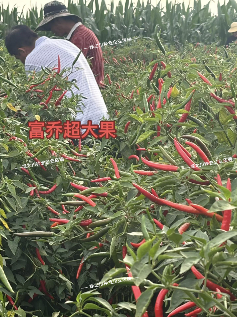 云农富乔超大果朝天椒种子大号海椒晚熟小米辣种子指天椒种籽