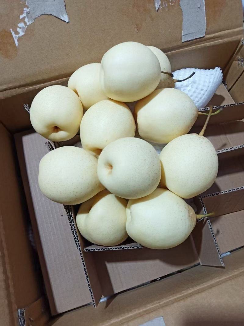 精品鸭梨，皇冠梨，秋月梨。冷库直发***********