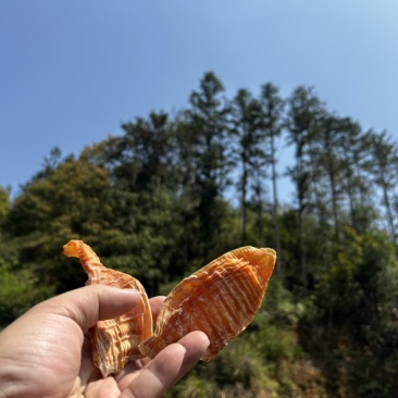 井冈山笋干（玉兰片），大量供应，产地直发