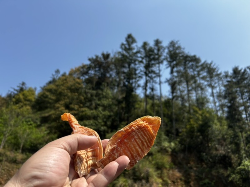 井冈山笋干（玉兰片），大量供应，产地直发