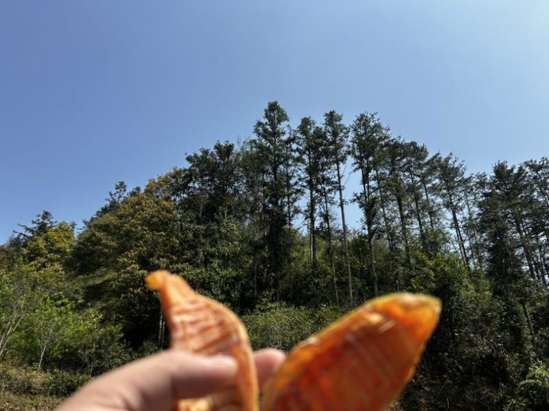 井冈山笋干（玉兰片），大量供应，产地直发