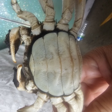 超便宜的螃蟹来啦这里是河北唐山丰南区
