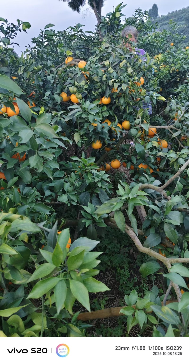 四川爱媛橙/资中爱媛橙品质保证诚信经营可视频看货全国发货