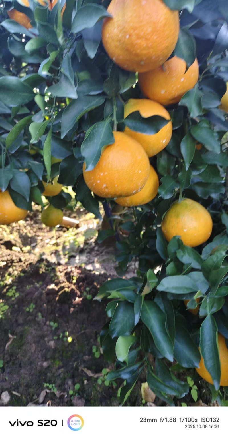 四川爱媛橙/资中爱媛橙品质保证诚信经营可视频看货全国发货