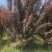 紫叶李，红叶李，太阳李，8-15公分，基地直发，菏泽货源