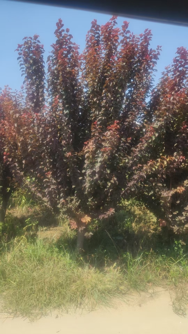 紫叶李，红叶李，太阳李，8-15公分，基地直发，菏泽货源