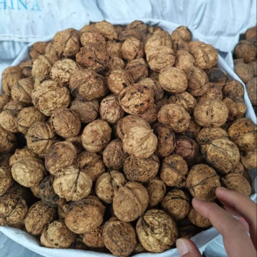 云南高山核桃，麻子核桃大泡果，大量现货，