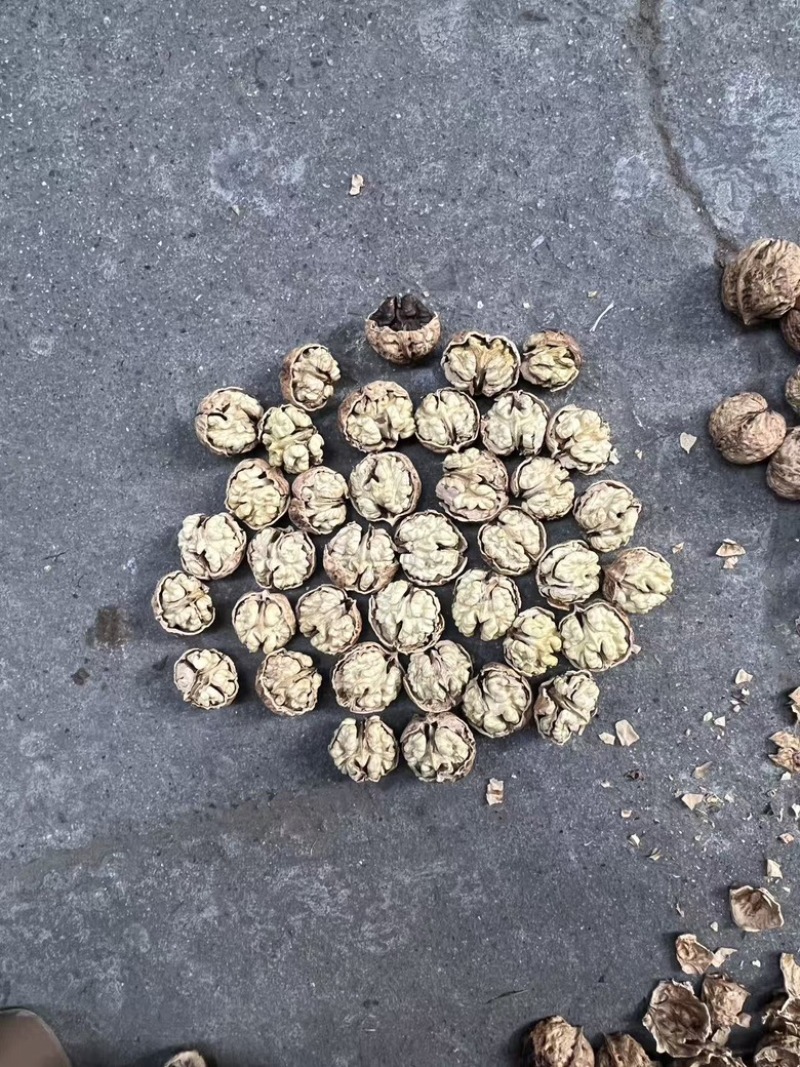 云南高山核桃，麻子核桃大泡果，大量现货，