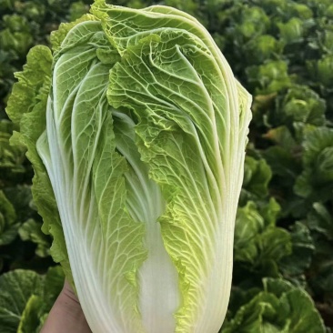 东北大白菜