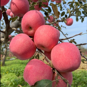 红星苹果，又脆又甜颜色好看原产地货源充足