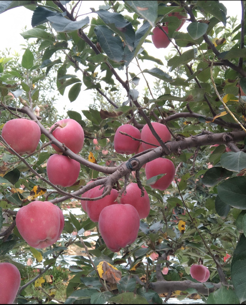 红星苹果，又脆又甜颜色好看原产地货源充足