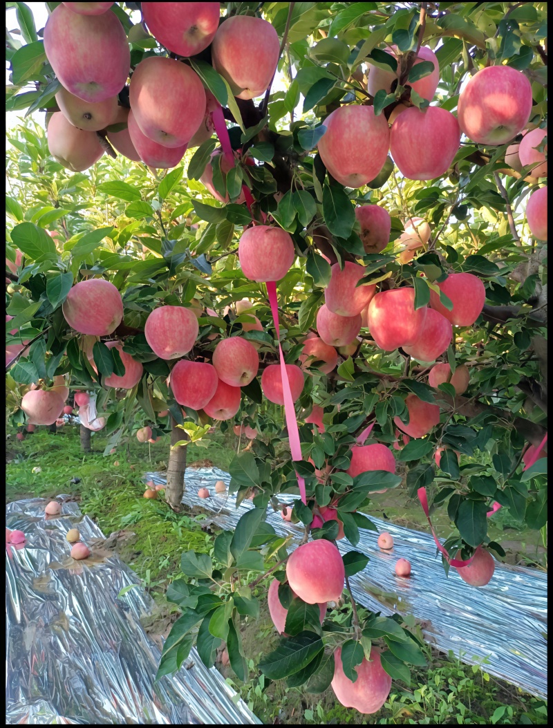 红星苹果，又脆又甜颜色好看原产地货源充足