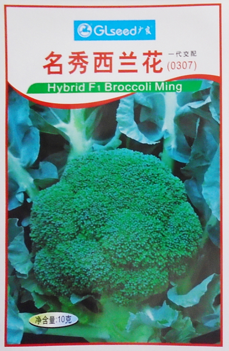 名秀西兰花种子耐寒西兰花种子越冬不发红西兰花