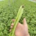 徐州西芹菜，60cm小西芹白根脆嫩！大量供应中