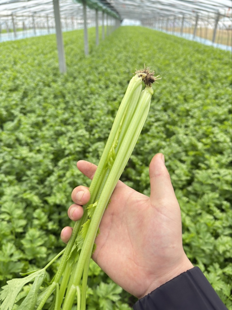 徐州西芹菜，60cm小西芹白根脆嫩！大量供应中