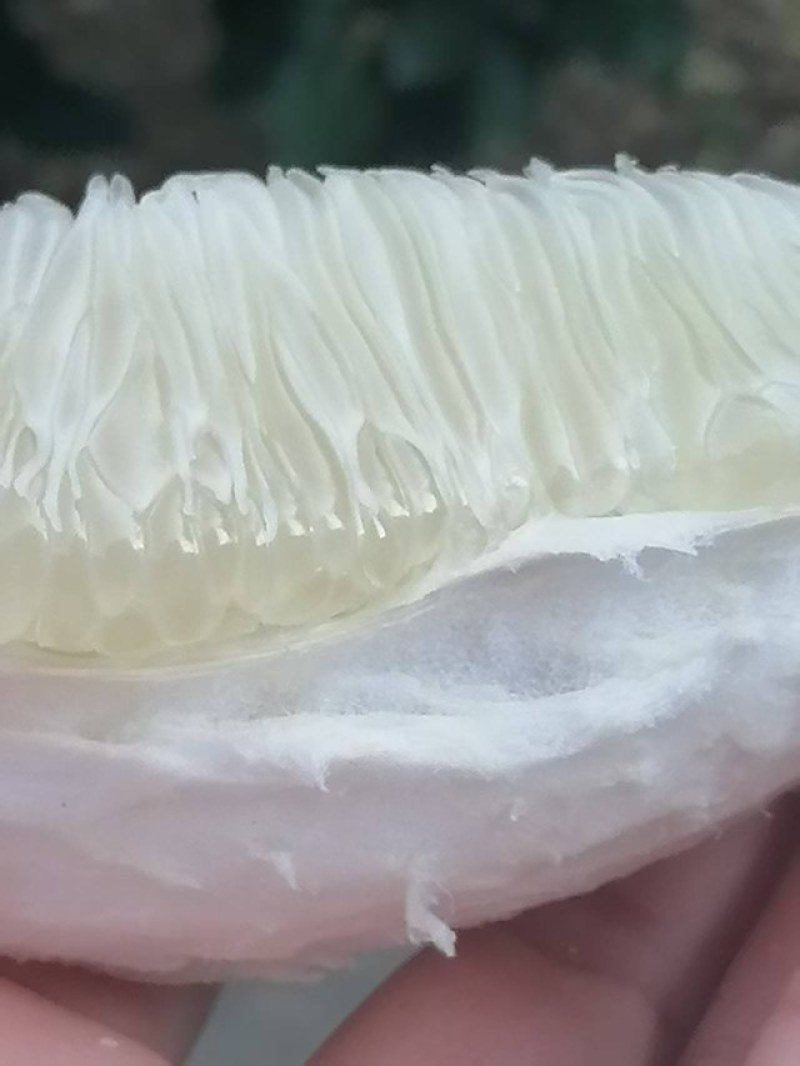 江西安福金兰柚