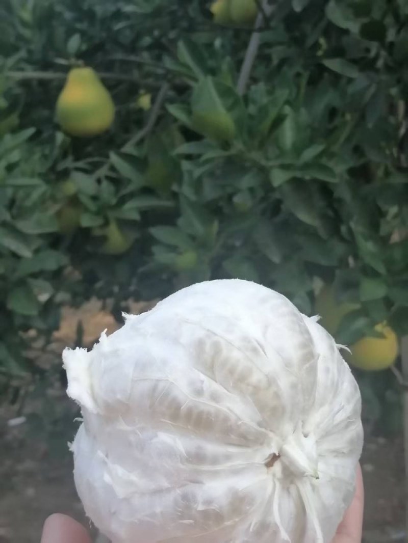 江西安福金兰柚