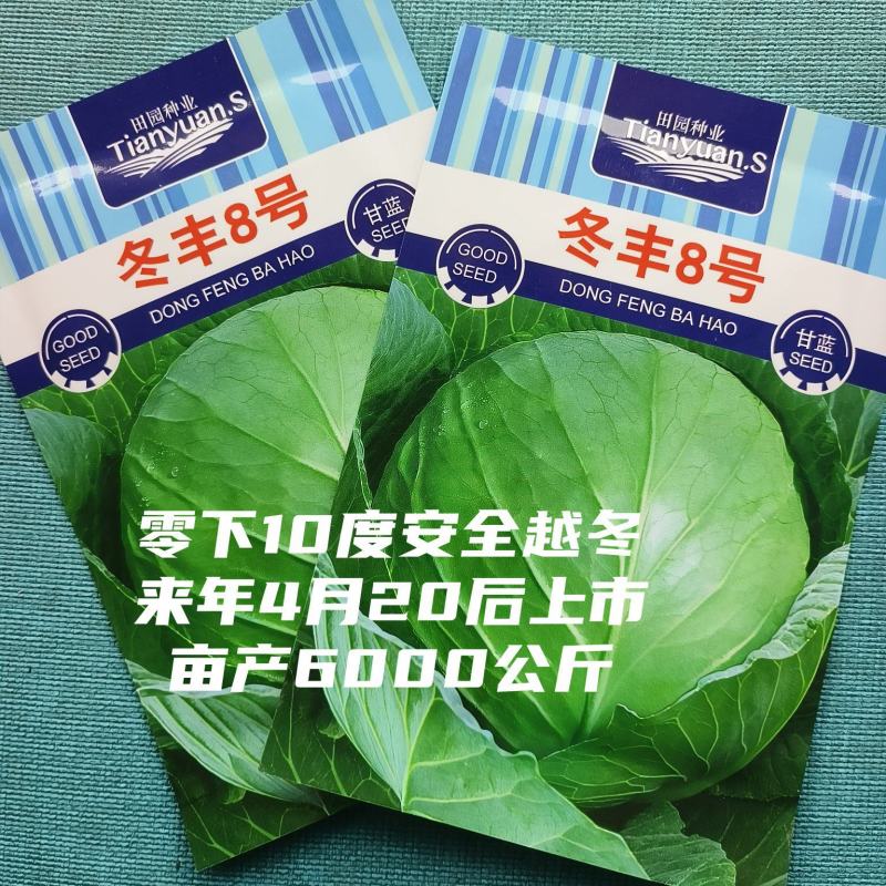 冬丰8号越冬甘蓝抗寒力强抽苔迟不易裂球不易出叶芽3包一亩