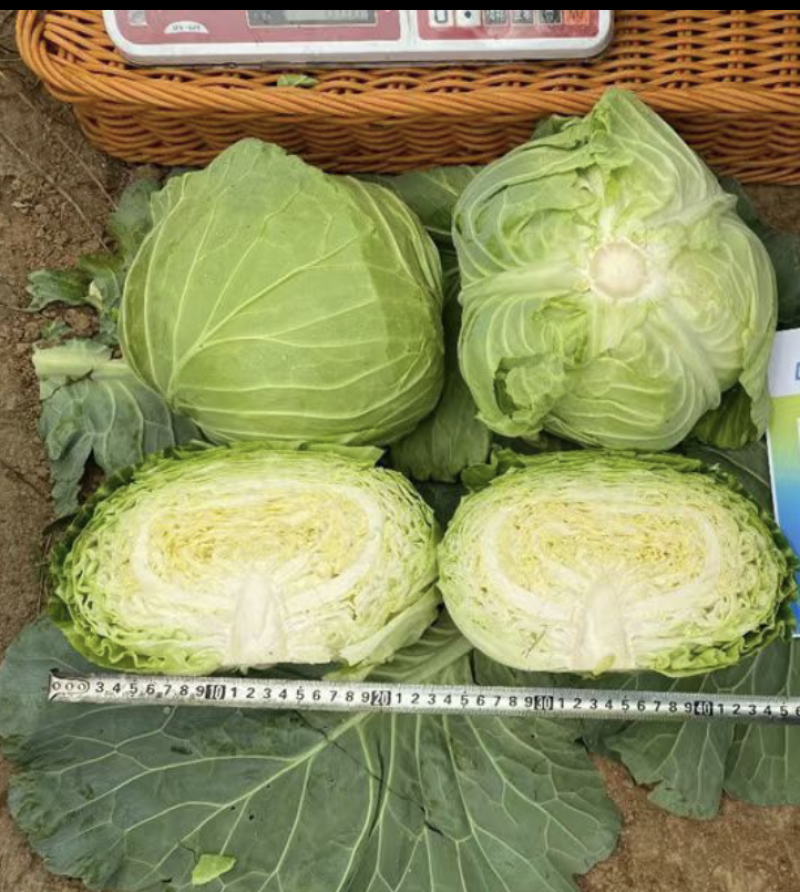 冬丰8号越冬甘蓝抗寒力强抽苔迟不易裂球不易出叶芽3包一亩