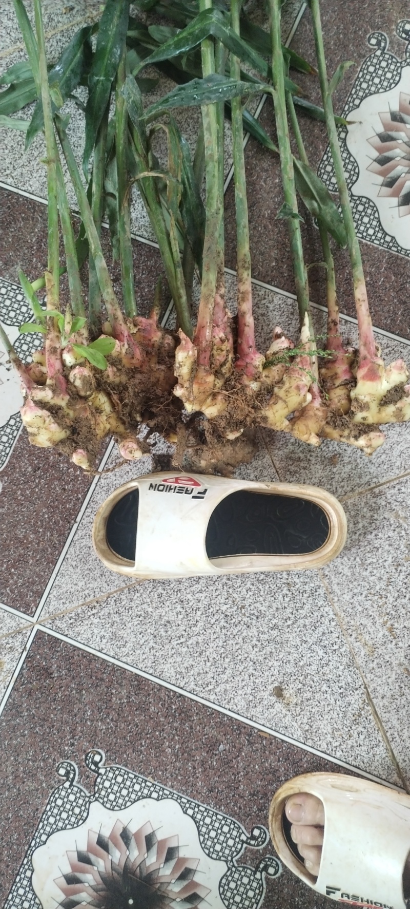 贵州二号姜高海拔山地种植光照充足香味浓郁