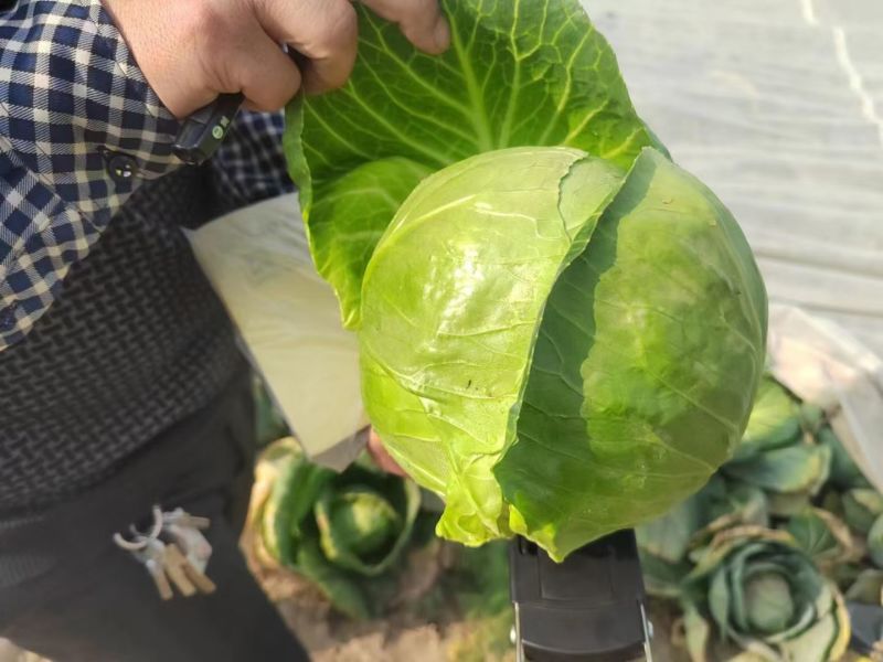 冬丰8号越冬甘蓝抗寒力强抽苔迟不易裂球不易出叶芽3包一亩