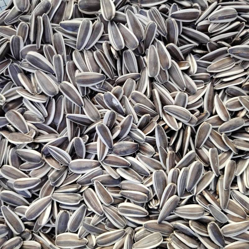 科锋700食用葵花籽