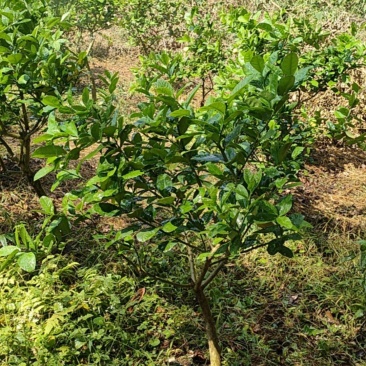 广东香水柠檬