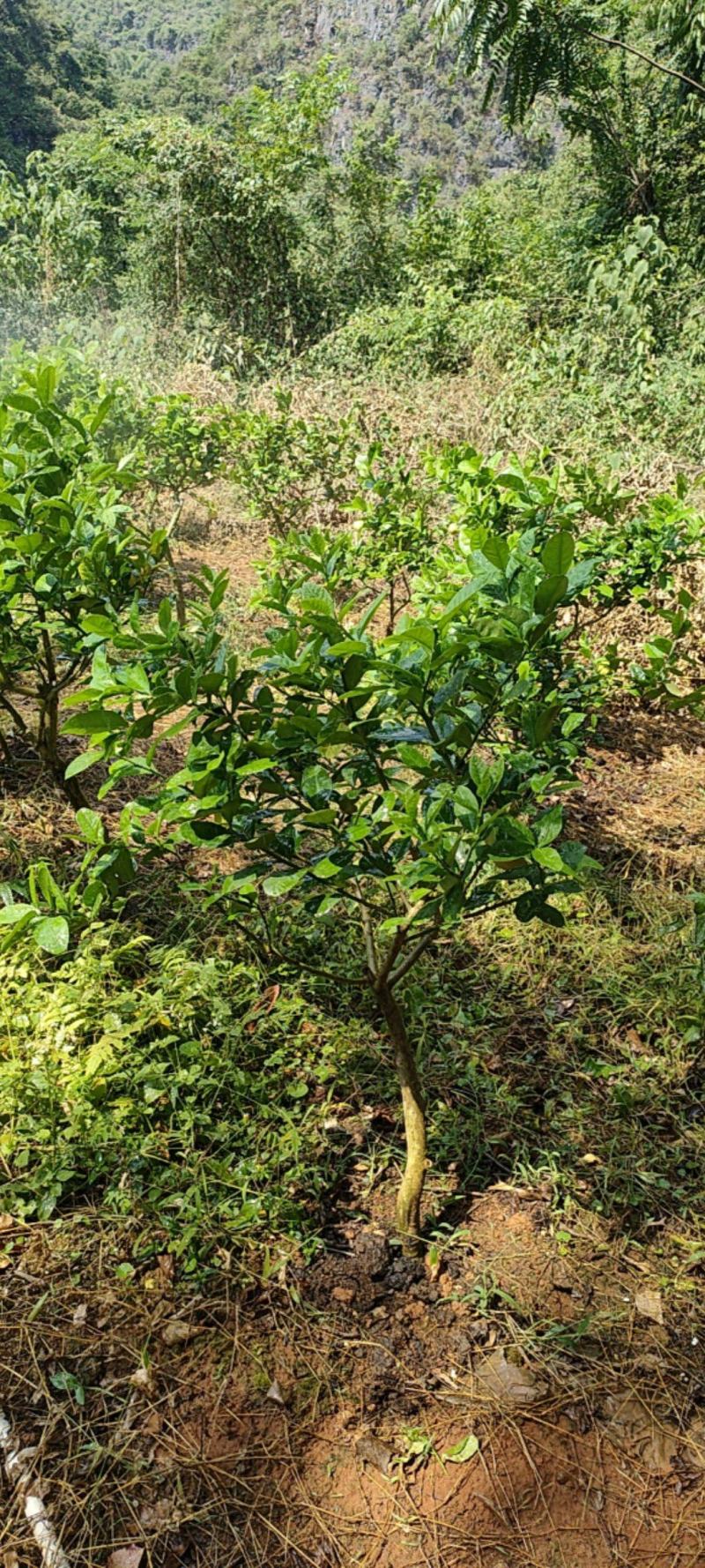 广东香水柠檬