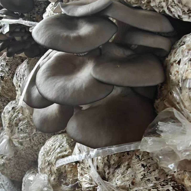 平菇，黑平菇，电商，社区团购过来对接