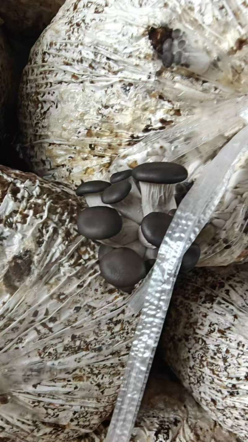 平菇，黑平菇，电商，社区团购过来对接