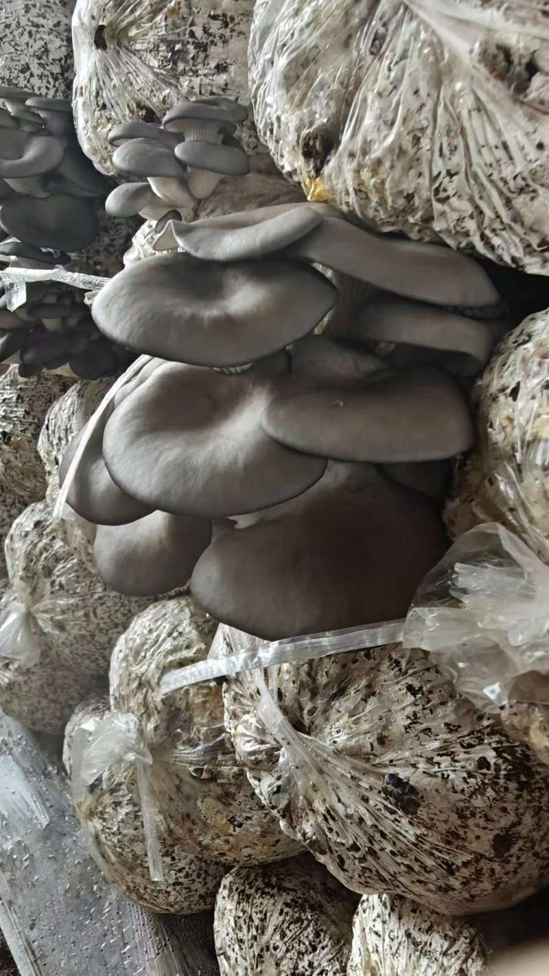 平菇，黑平菇，电商，社区团购过来对接
