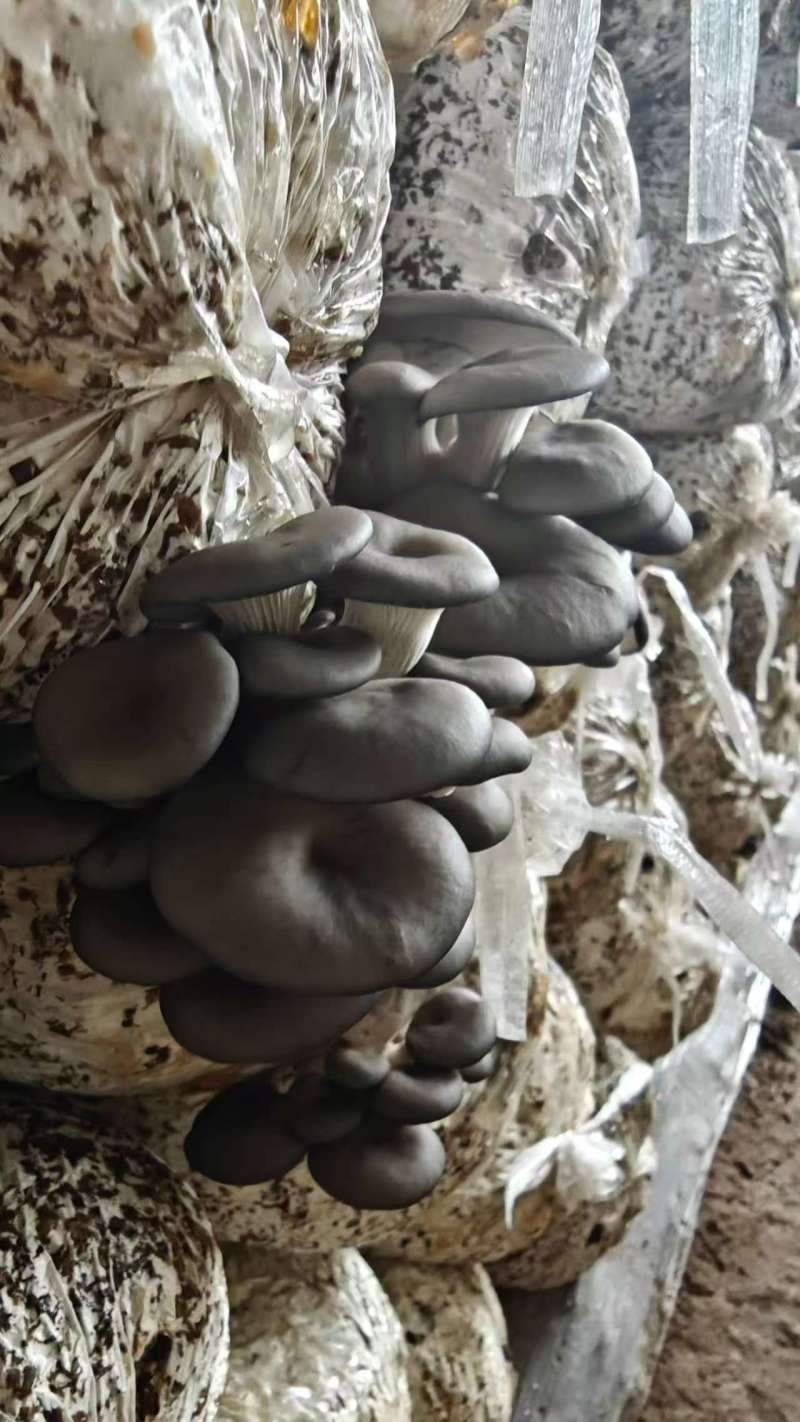 平菇，黑平菇，电商，社区团购过来对接