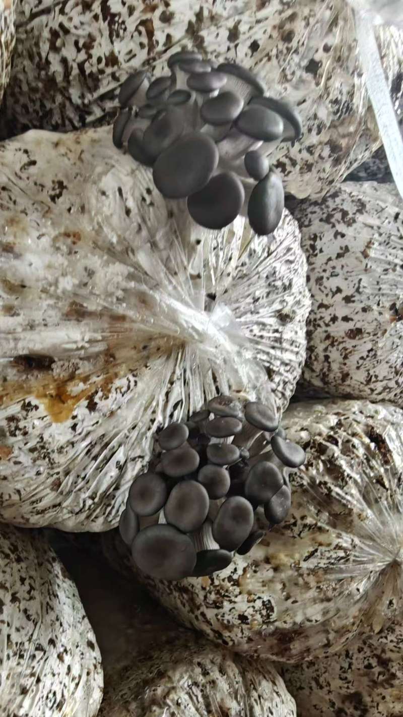 平菇，黑平菇，电商，社区团购过来对接