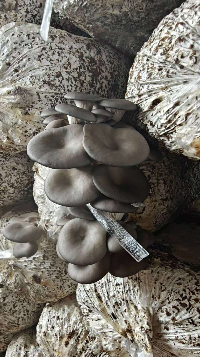 平菇，黑平菇，电商，社区团购过来对接