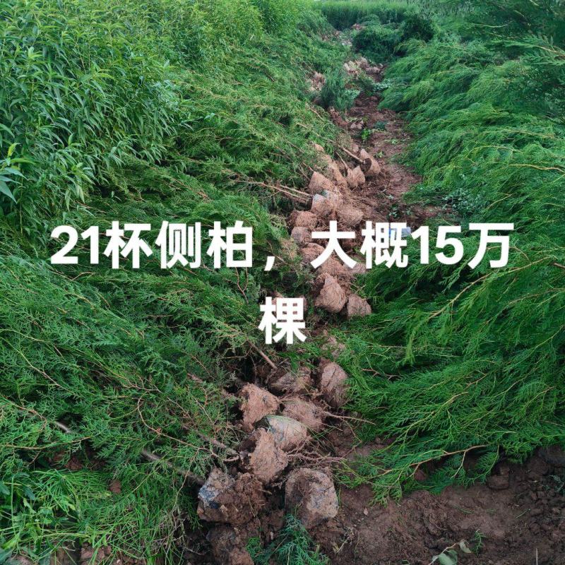 侧柏杯苗，21杯侧柏.18杯侧柏