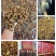 金蝉