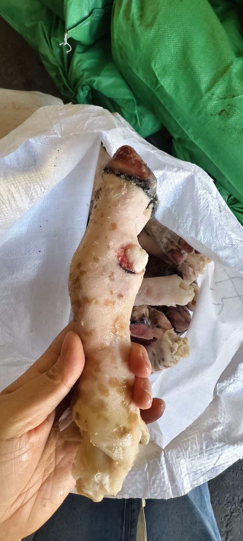 花羊蹄