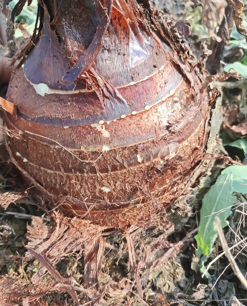 云南高原香芋