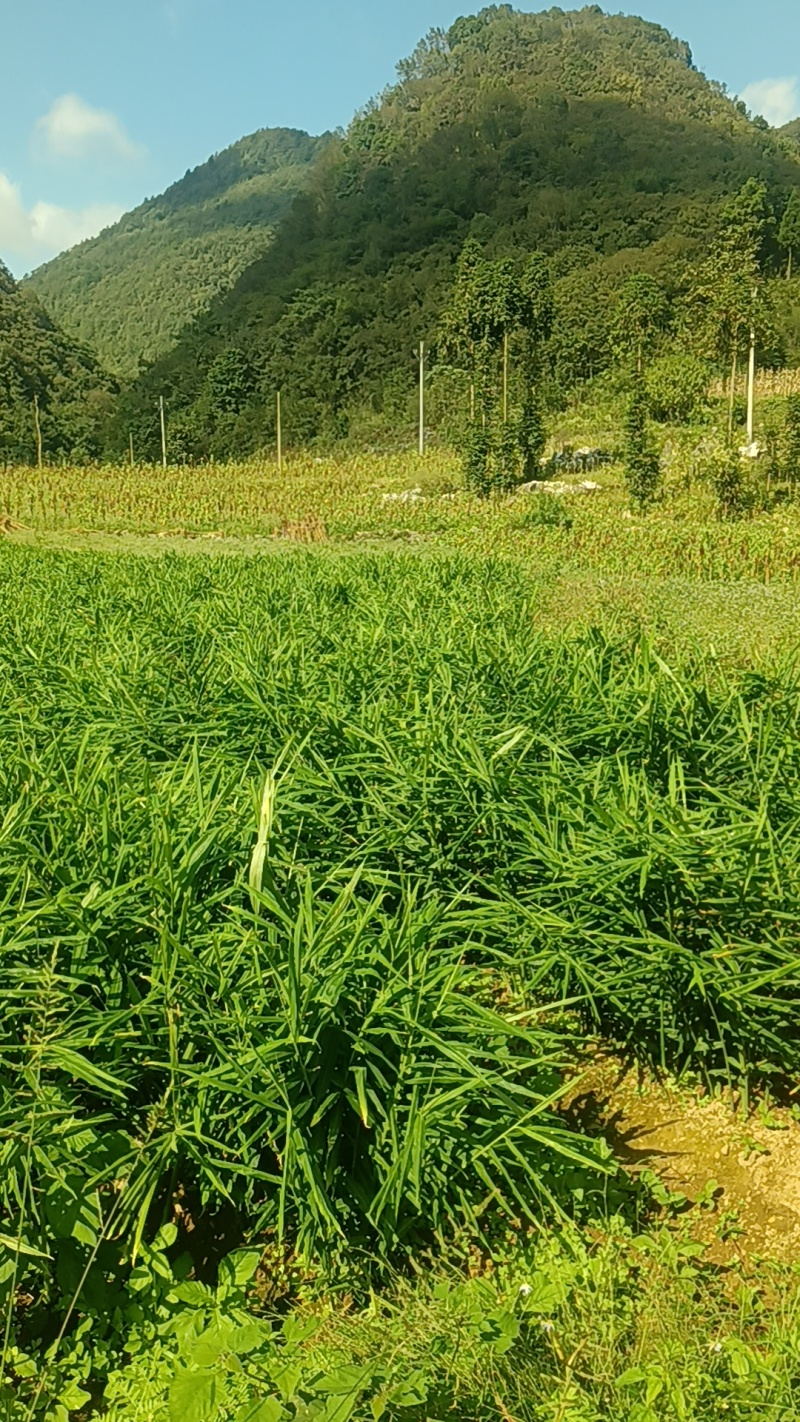 贵州二黄姜鲜姜