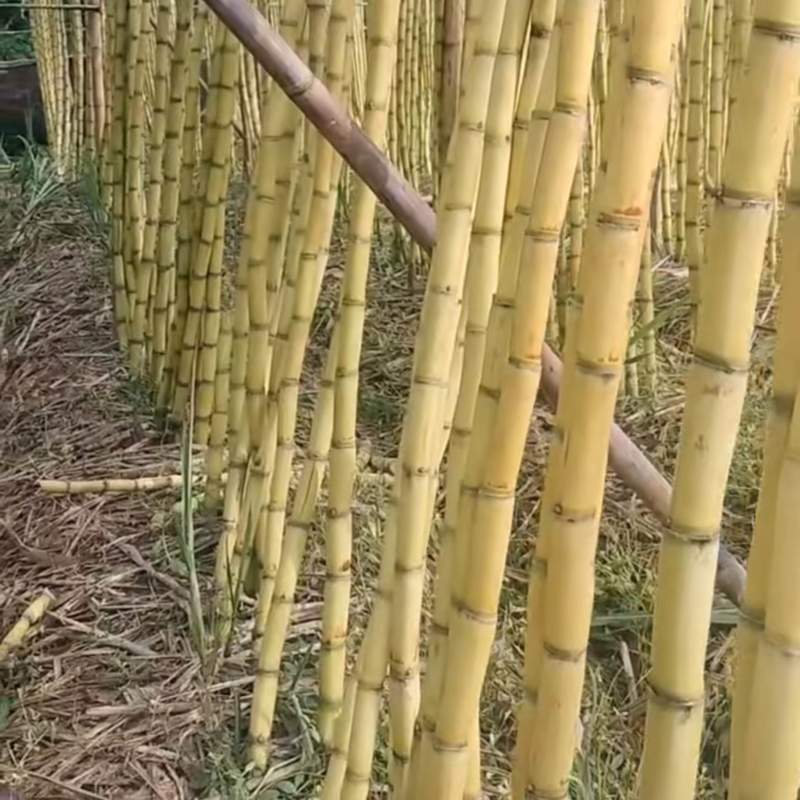 西双版纳黄金甘蔗，产地直发，信誉至上，品质保证，视频看货