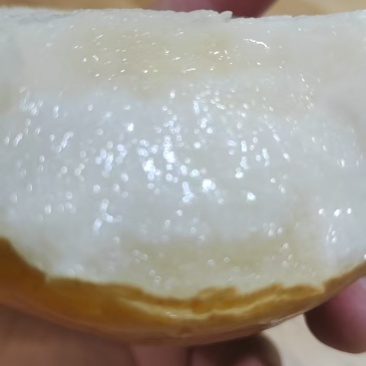 晚秋黄梨