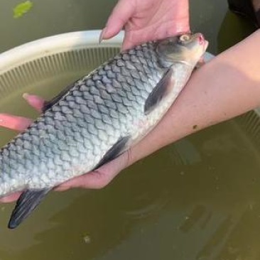 清波鱼