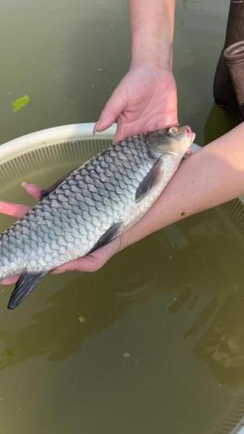 清波鱼