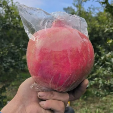临潼甜石榴
