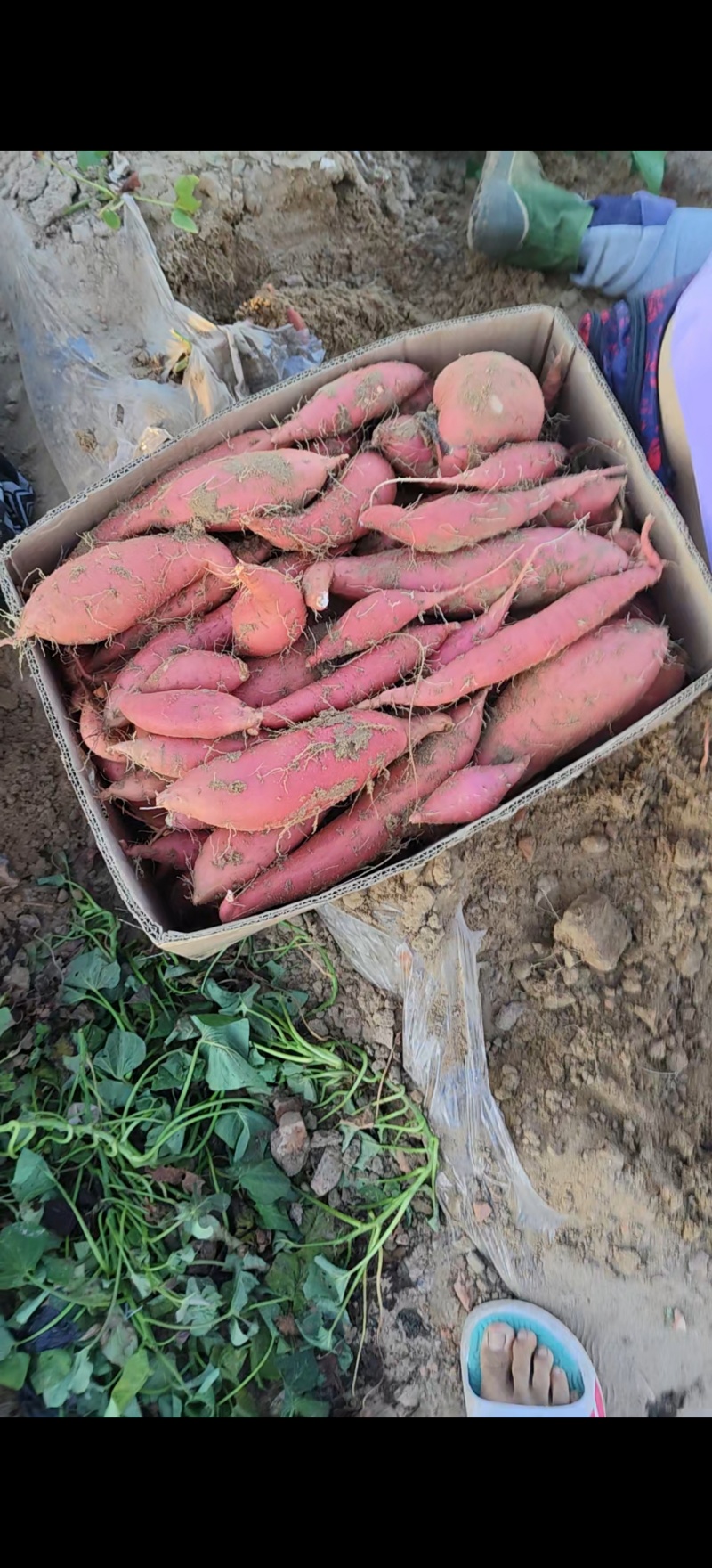 烟薯蜜烤红薯烟薯25内蒙赤峰基地货规格齐全货源足