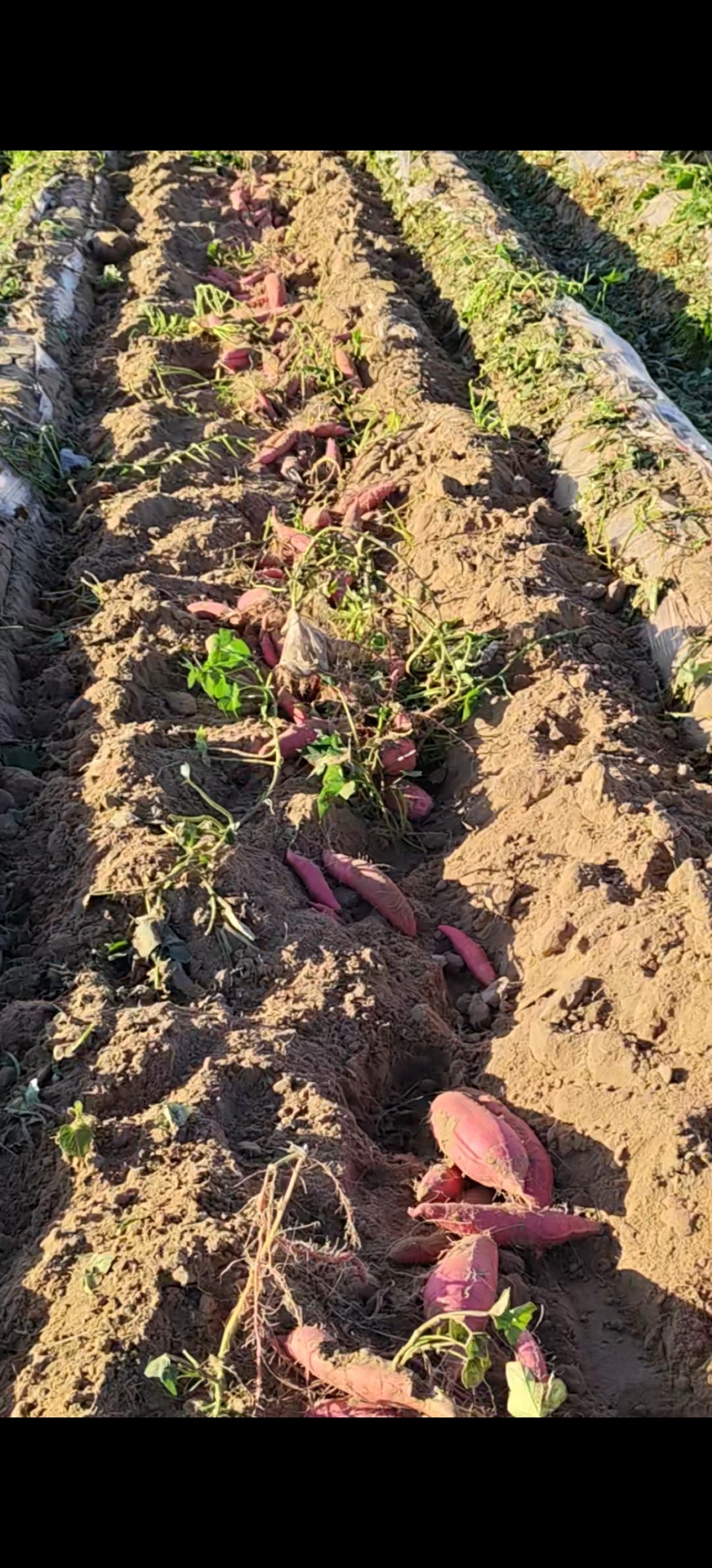 烟薯蜜烤红薯烟薯25内蒙赤峰基地货规格齐全货源足
