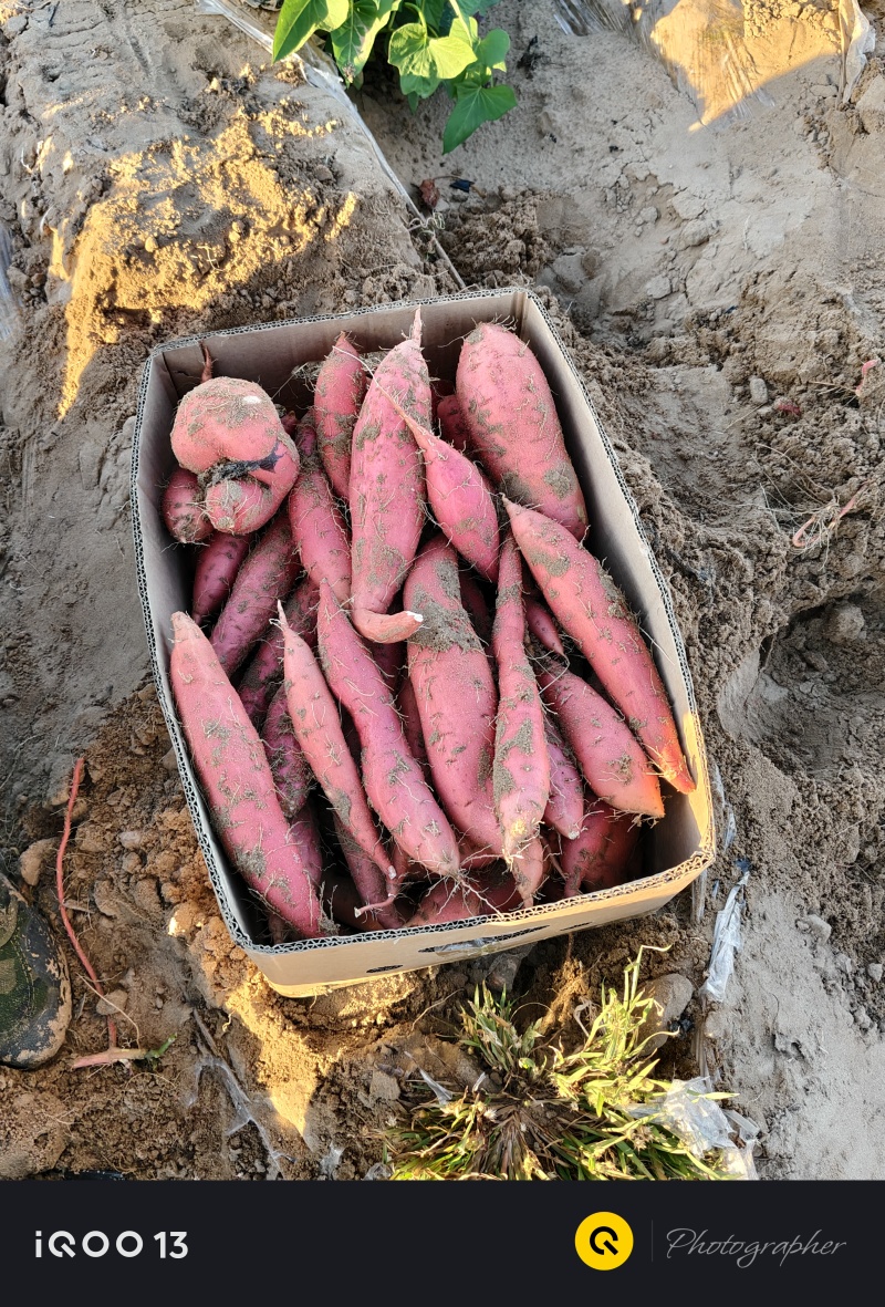 烟薯蜜烤红薯烟薯25内蒙赤峰基地货规格齐全货源足