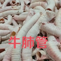 牛肺管